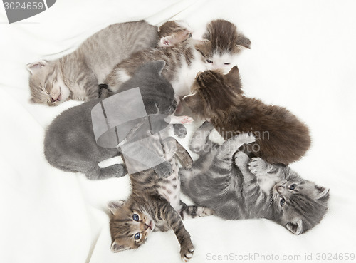 Image of seven cat babies