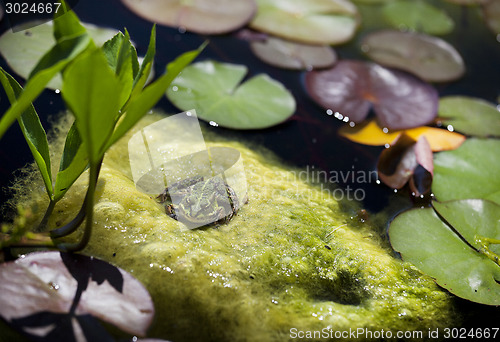 Image of frog sitting on algae