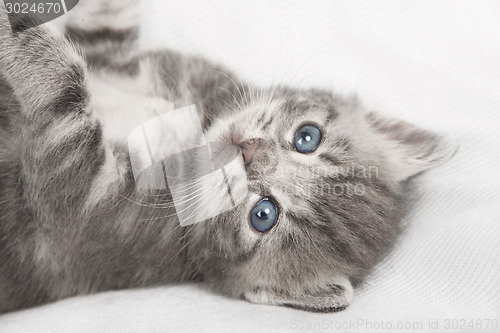 Image of light gray striped cat