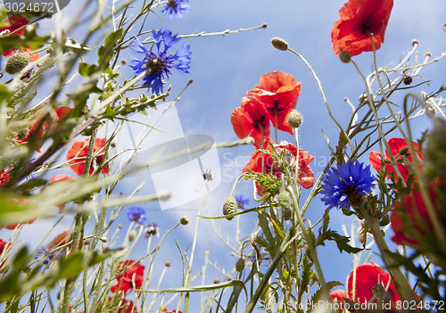 Image of colorful flower meadow