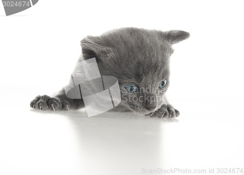 Image of grey baby cat 