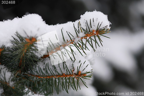 Image of Snowy branch