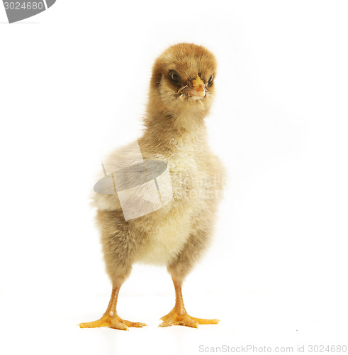 Image of Chick makes big