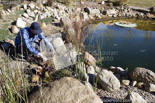 Image of plant cutting back on the pond