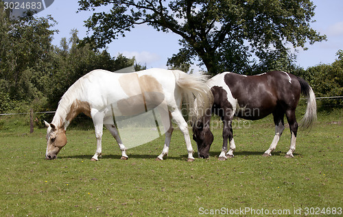 Image of two horses on pasture