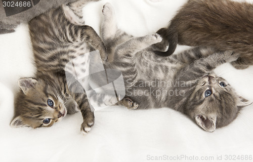 Image of cat child cuddling on a blanket