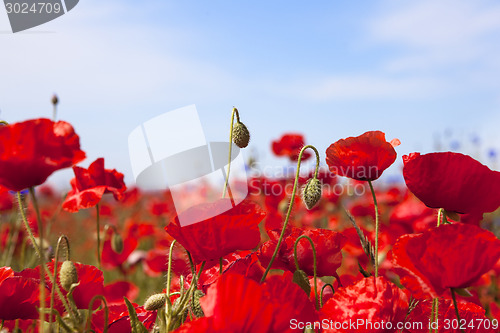 Image of poppy flower closeup