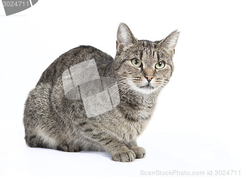 Image of isolated striped cat