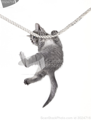 Image of cat baby hanging on rope
