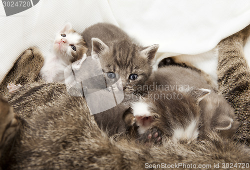 Image of cats babies suckled