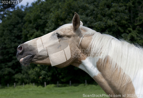 Image of Palomino Horse Head