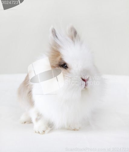 Image of Rabbit with white fur