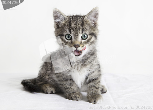 Image of small tomcat with blue eyes