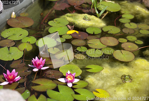 Image of smaller plants pond