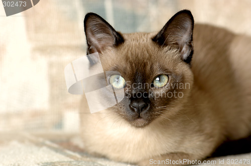 Image of Tonkinese Cat