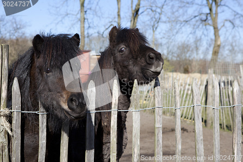 Image of two ponies look over the fence