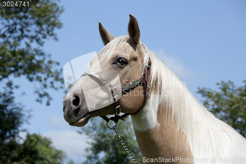 Image of Palomino Horse portrait