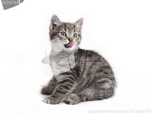 Image of Small cat licking with the tongue