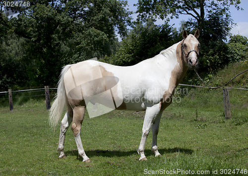 Image of Horse Palomino portrait