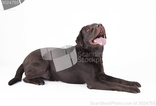 Image of brown dog lying