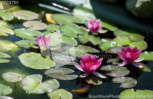 Image of dwarf water lily