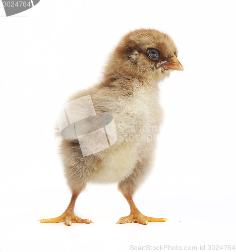 Image of small orpington chick