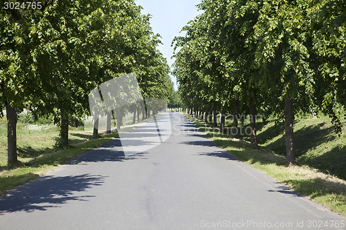 Image of German tree alley road