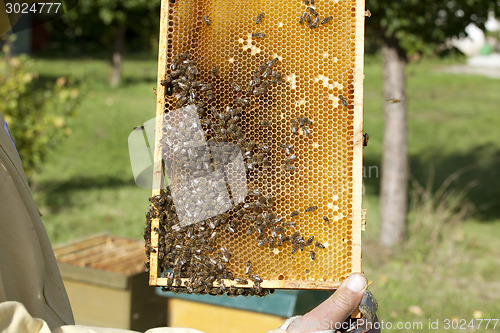 Image of beekeeper with bees