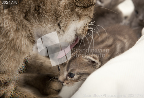 Image of cat licks her young clean