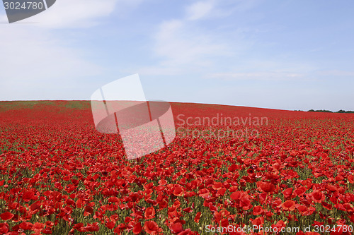 Image of bright red poppies field