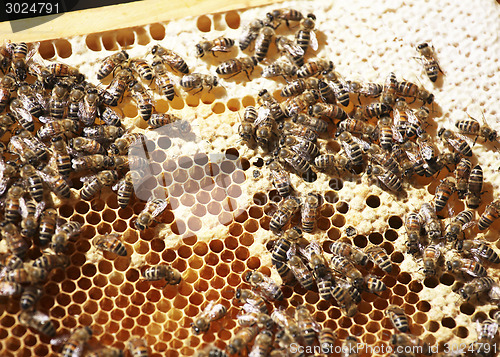 Image of hive on honeycomb