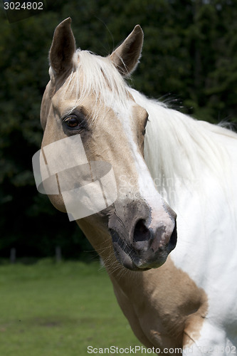 Image of Palomino portrait