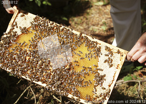 Image of Hive with honey