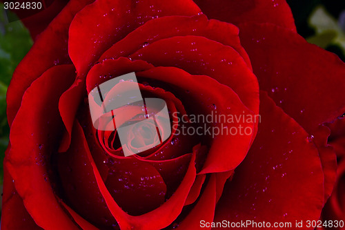 Image of Red rose