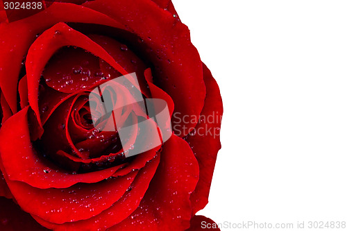 Image of Red rose blossom