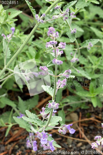 Image of Catmint