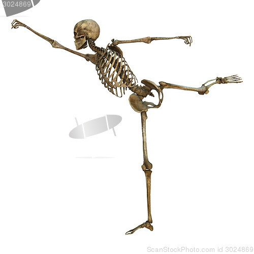 Image of Human Skeleton