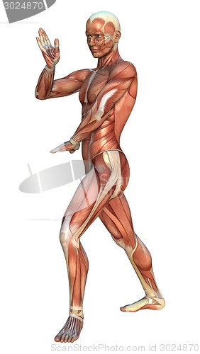 Image of Muscle Maps