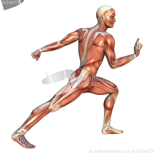 Image of Muscle Maps