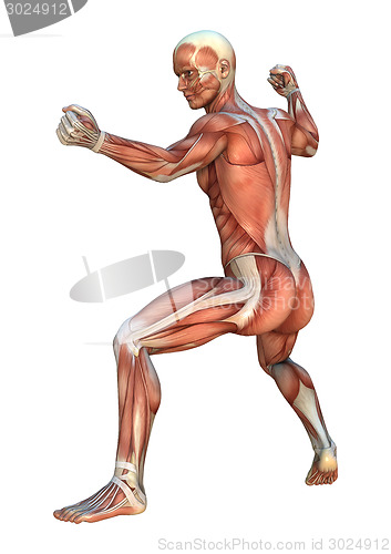 Image of Muscle Maps