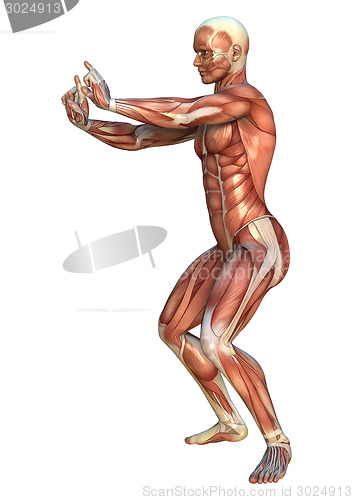 Image of Muscle Maps