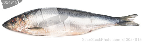 Image of herring