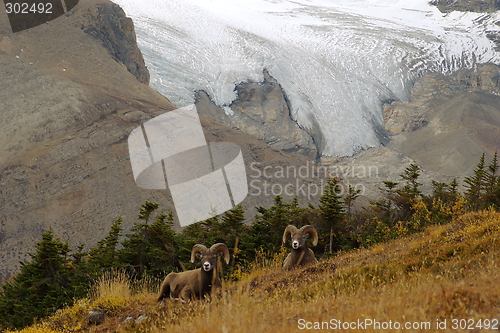 Image of Rocky Mountain Sheep J