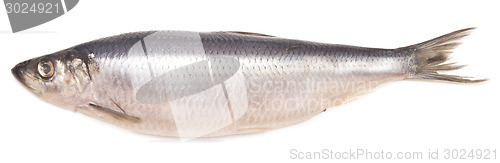Image of herring