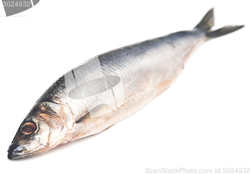 Image of herring