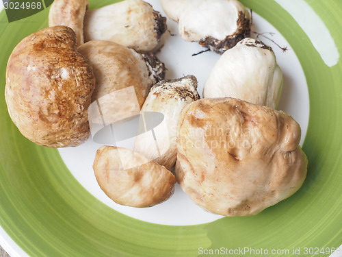 Image of Porcini Mushroom