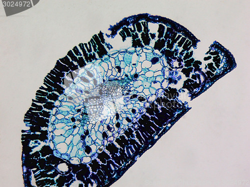 Image of Pine leaf micrograph