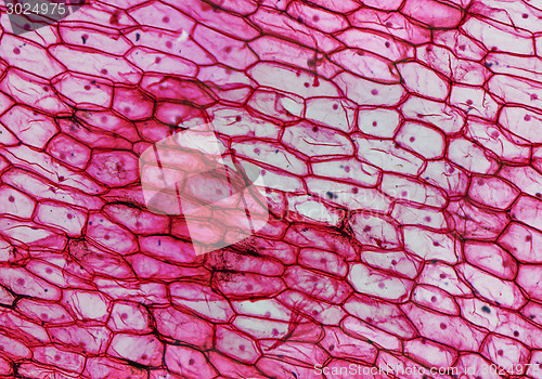 Image of Onion epidermus micrograph