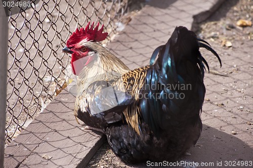 Image of Rooster cock