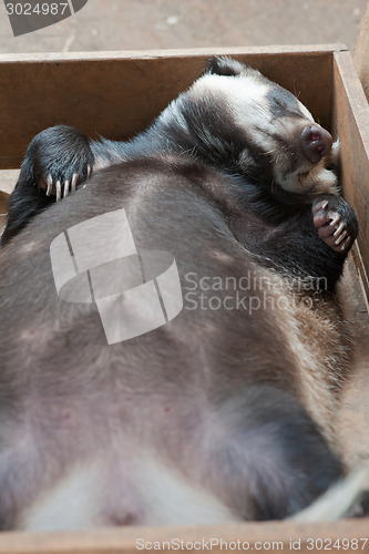 Image of sleeping badger